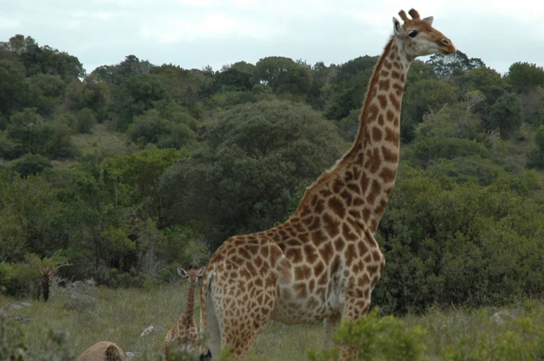 a couple of giraffe standing in a lush green field