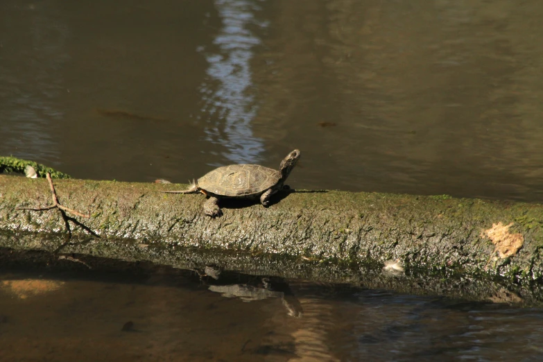 an old log has a small turtle on top of it