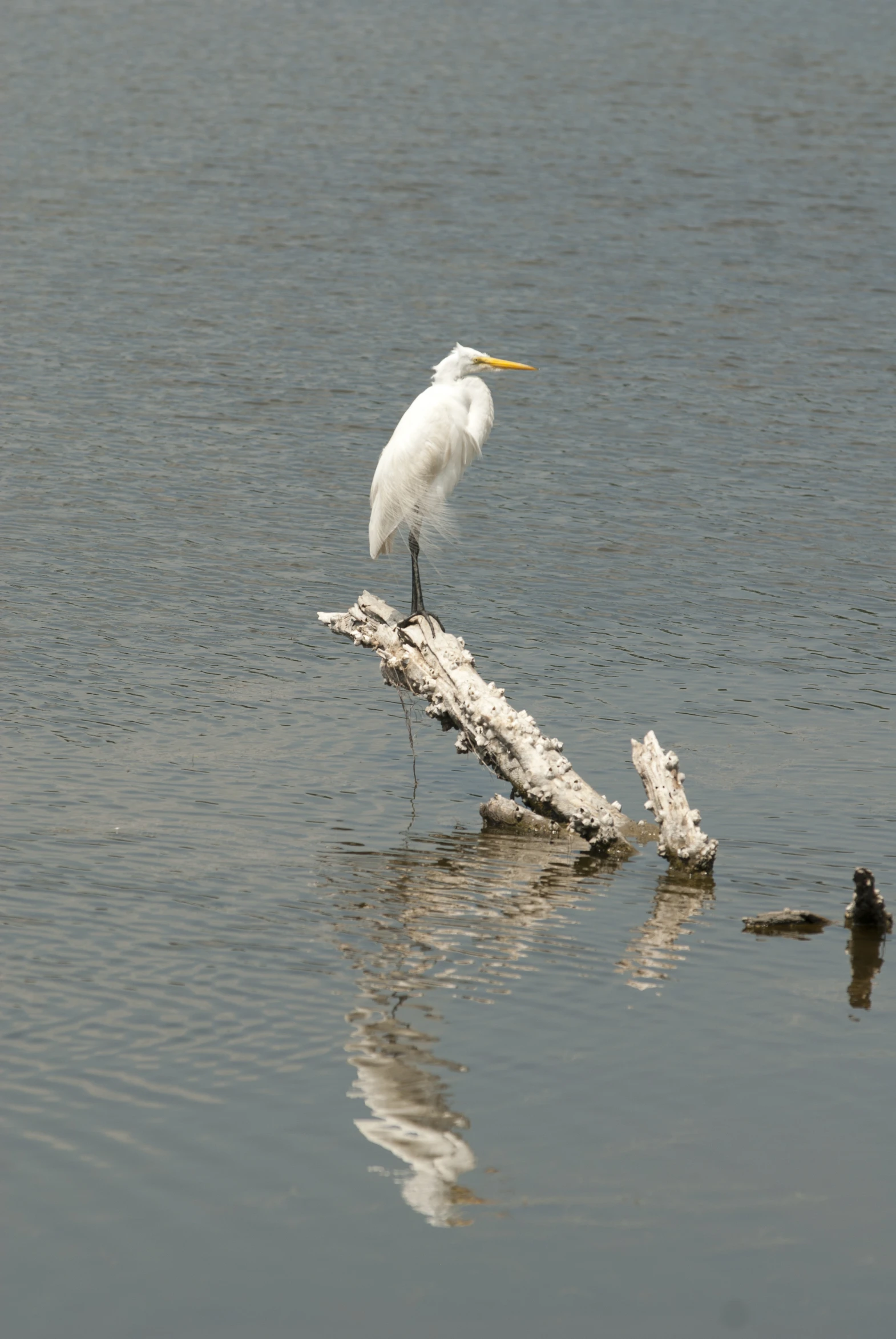 a bird sitting on top of a log in the water