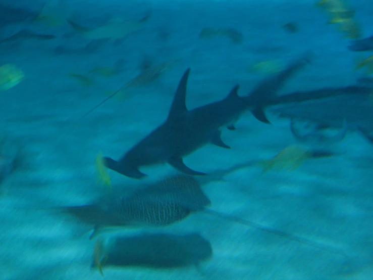 several small fish swim in the blue water