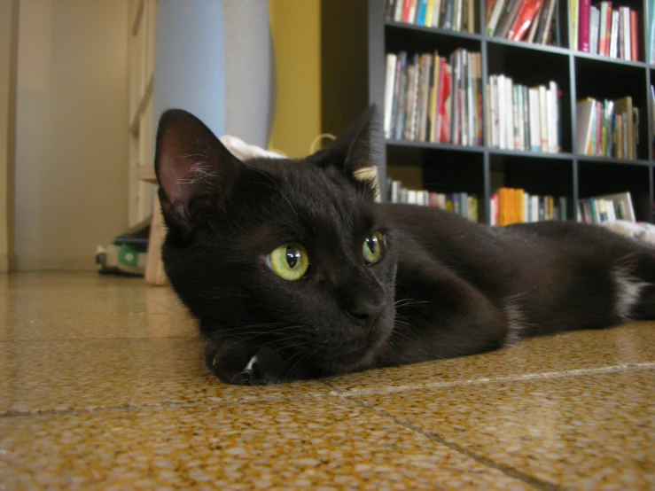 the black cat has green eyes while lying down