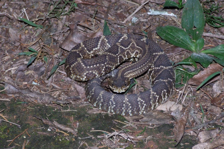 a brown and black snake on some leaves and rocks