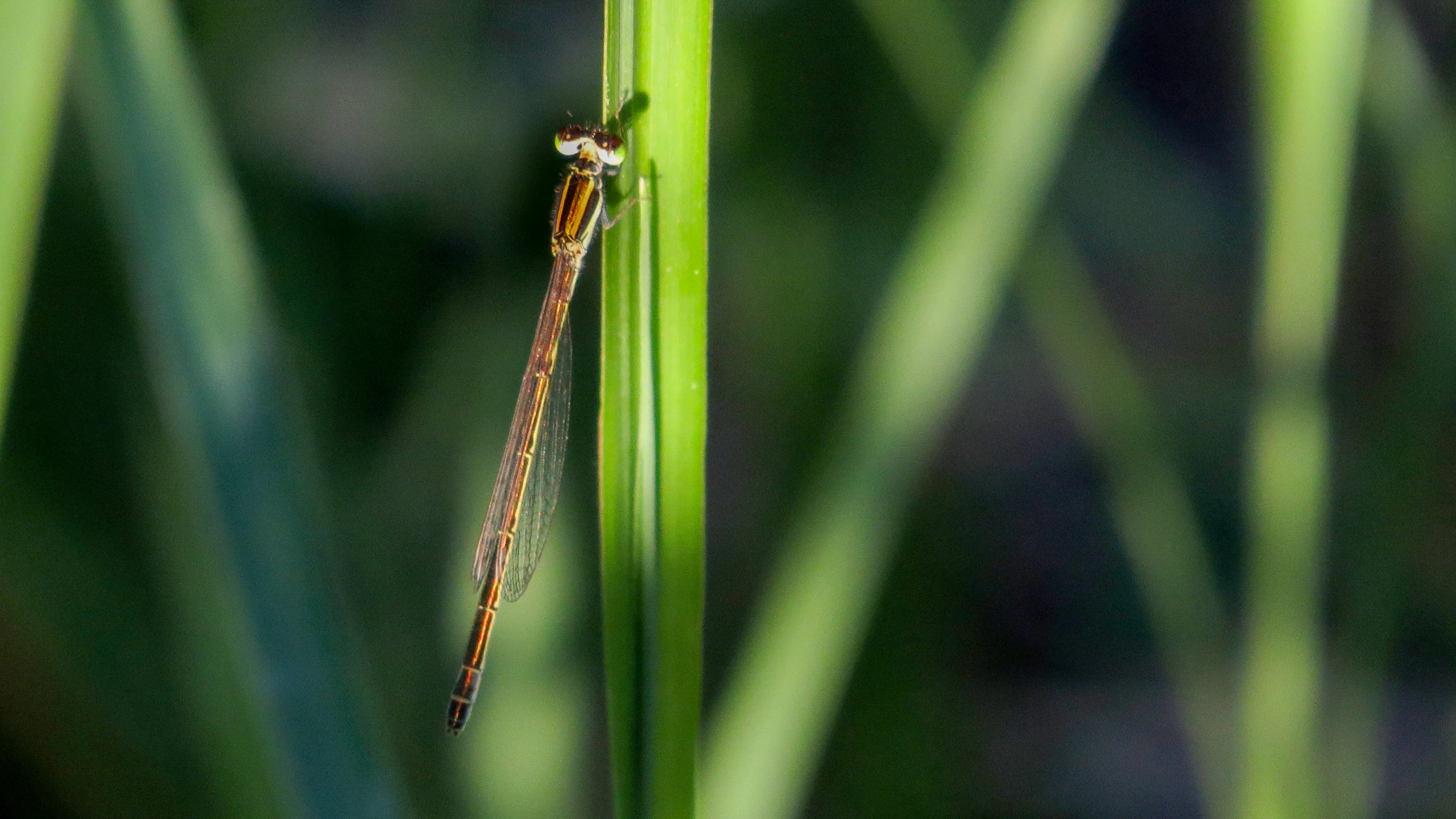 a brown insect is on a green stalk