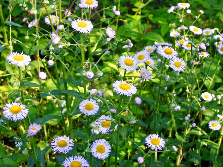 many different types of white daisies in a field