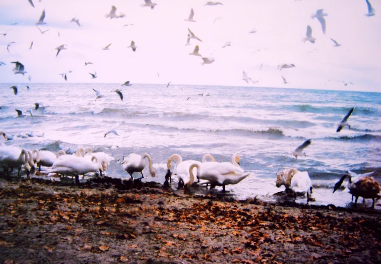 swans and seagulls feeding in an ocean front on the coast