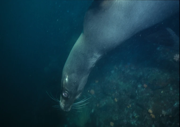 a sea lion with it's nose down swimming in the ocean