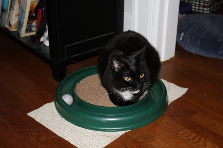 a black cat is sitting on top of a green frisbee