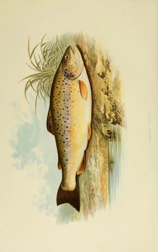 an old illustration of a large fish standing up