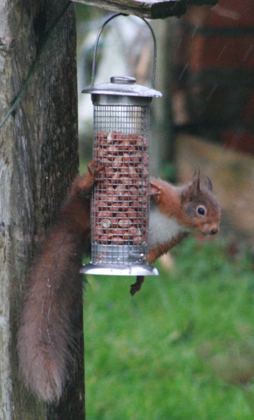 a squirrel eating from a bird feeder on a tree