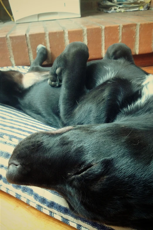 a dog curled up in its bed next to a brick wall