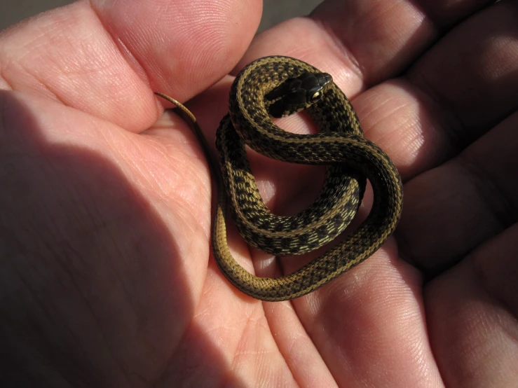 a hand is holding a small brown and black snake