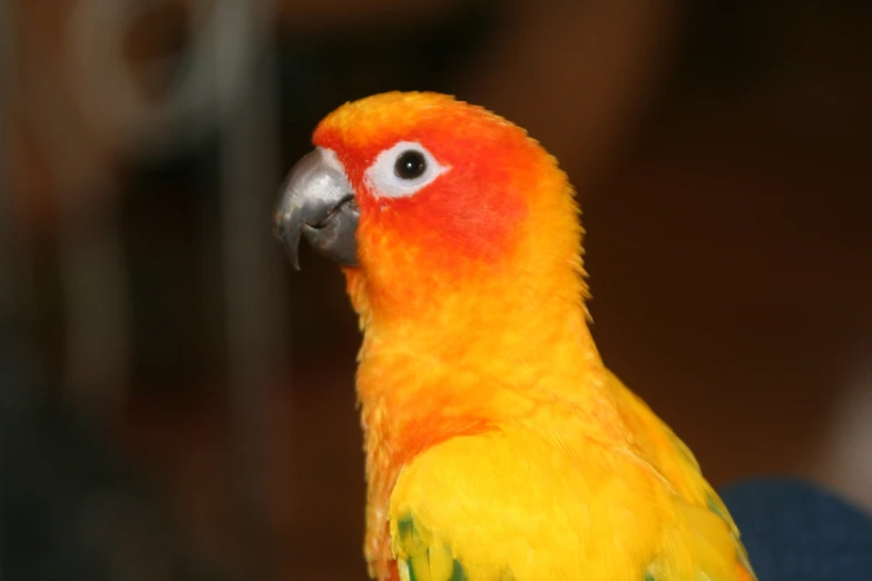 a red and yellow bird is standing next to someone