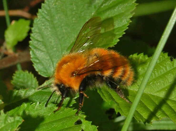 a bee is sitting on a leaf looking around