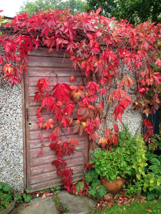 the foliage is very vint and vint around this door