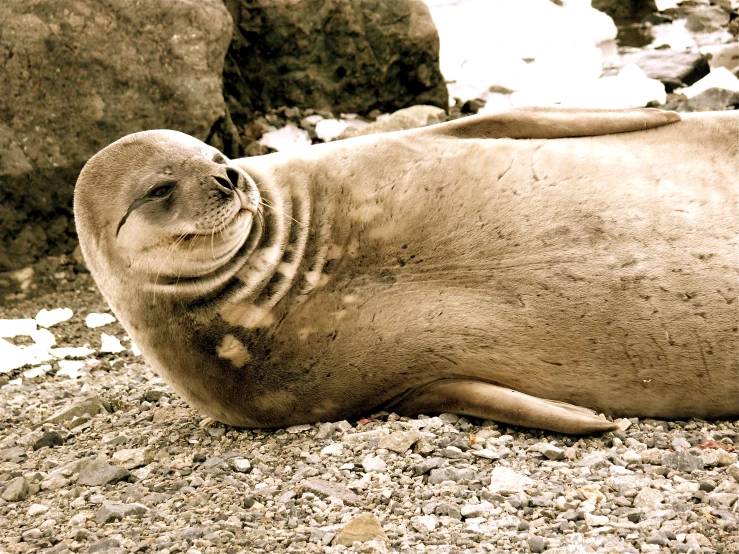 a sea lion resting on the rocky ground