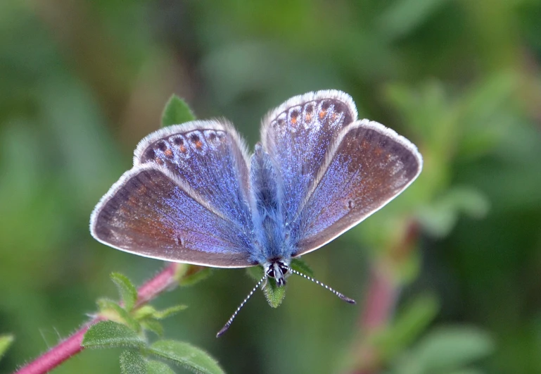 there is a small blue erfly on the stem