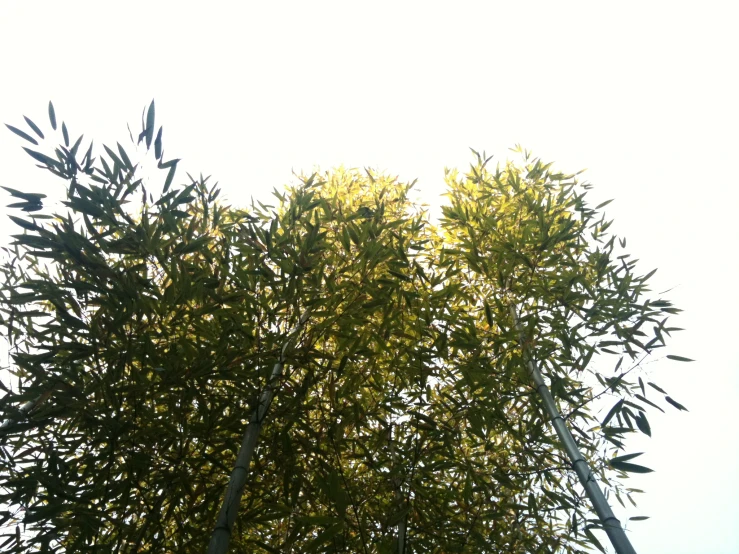 tree nches with yellow and green leaves in the afternoon