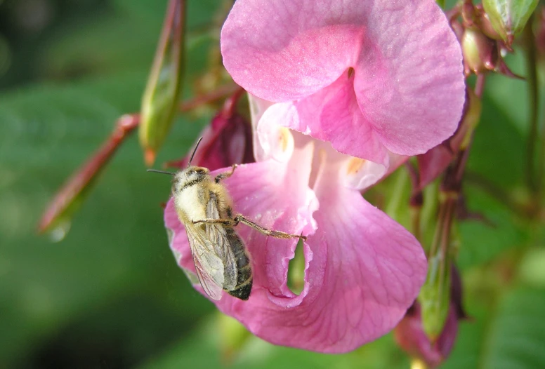 a bee on a pink flower on the side of the road