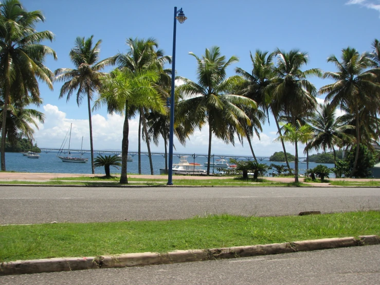 palm trees along a street that leads to the ocean