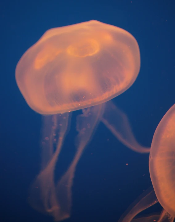 a close up of two jellyfish in the water