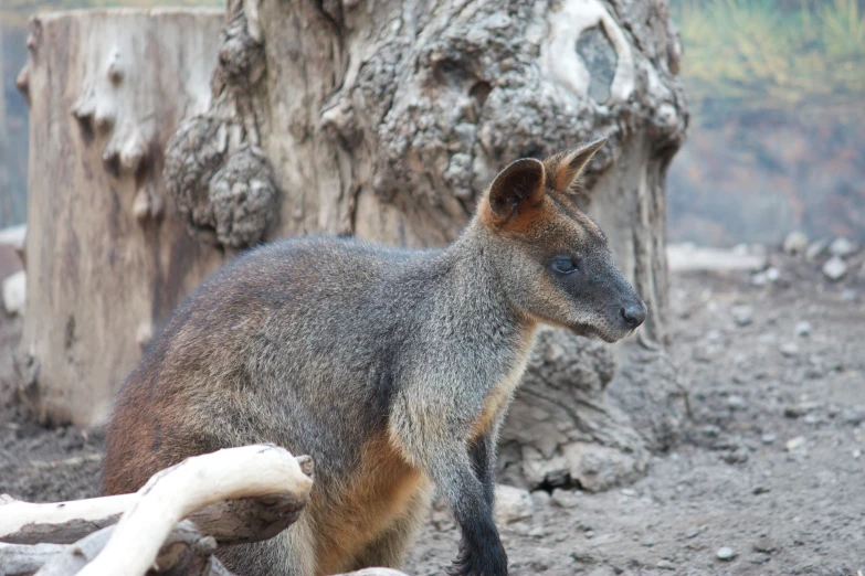 a close up of a animal on a field near a tree