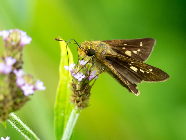 a small brown and white erfly sitting on some purple flowers