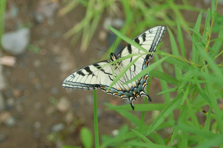 a large erfly resting on the top of some long grass