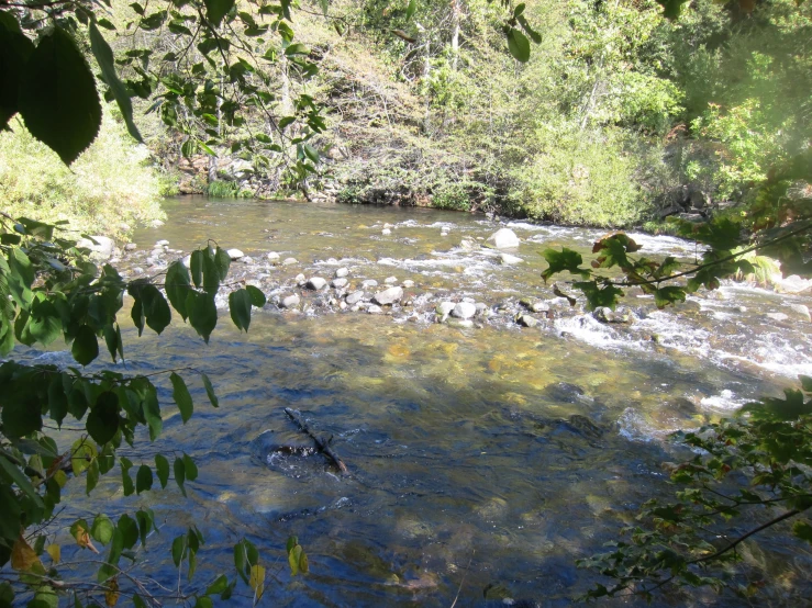 bird swimming in the creek surrounded by trees