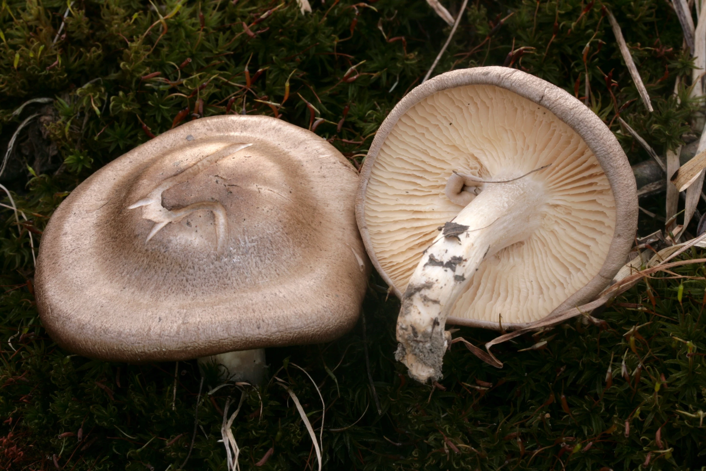 mushrooms with white caps and brown stems with leaves