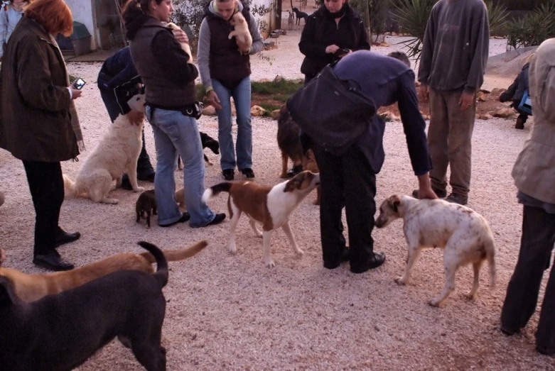 the people are walking with all the dogs