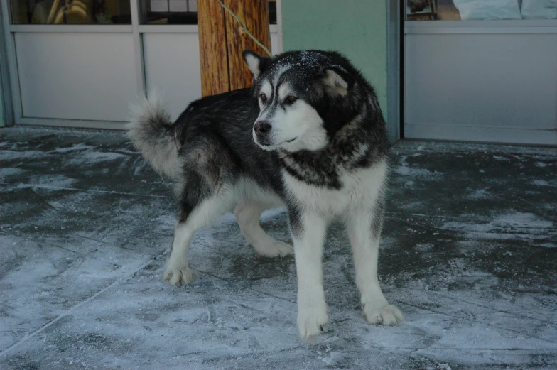 a dog standing in the snow outside a building