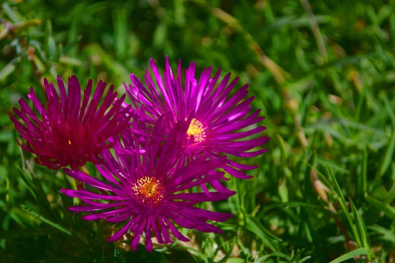 two purple flowers that are sitting in the grass