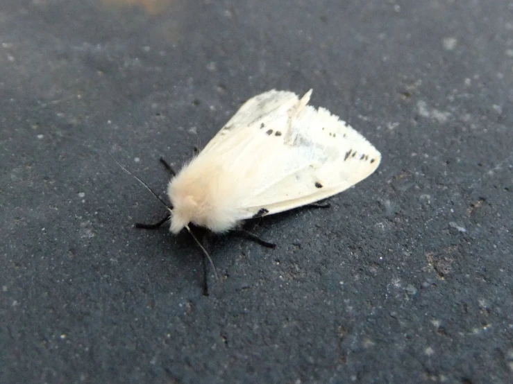 a dead moth sitting on the ground next to another insect