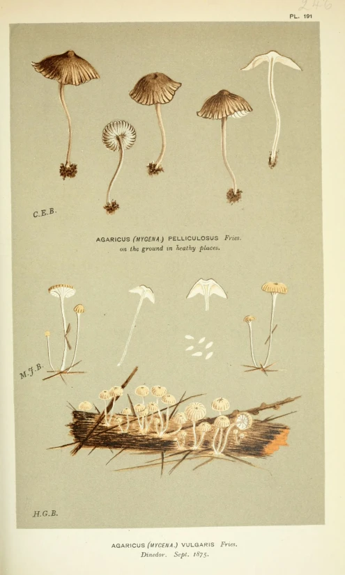 the illustration shows different types of mushrooms