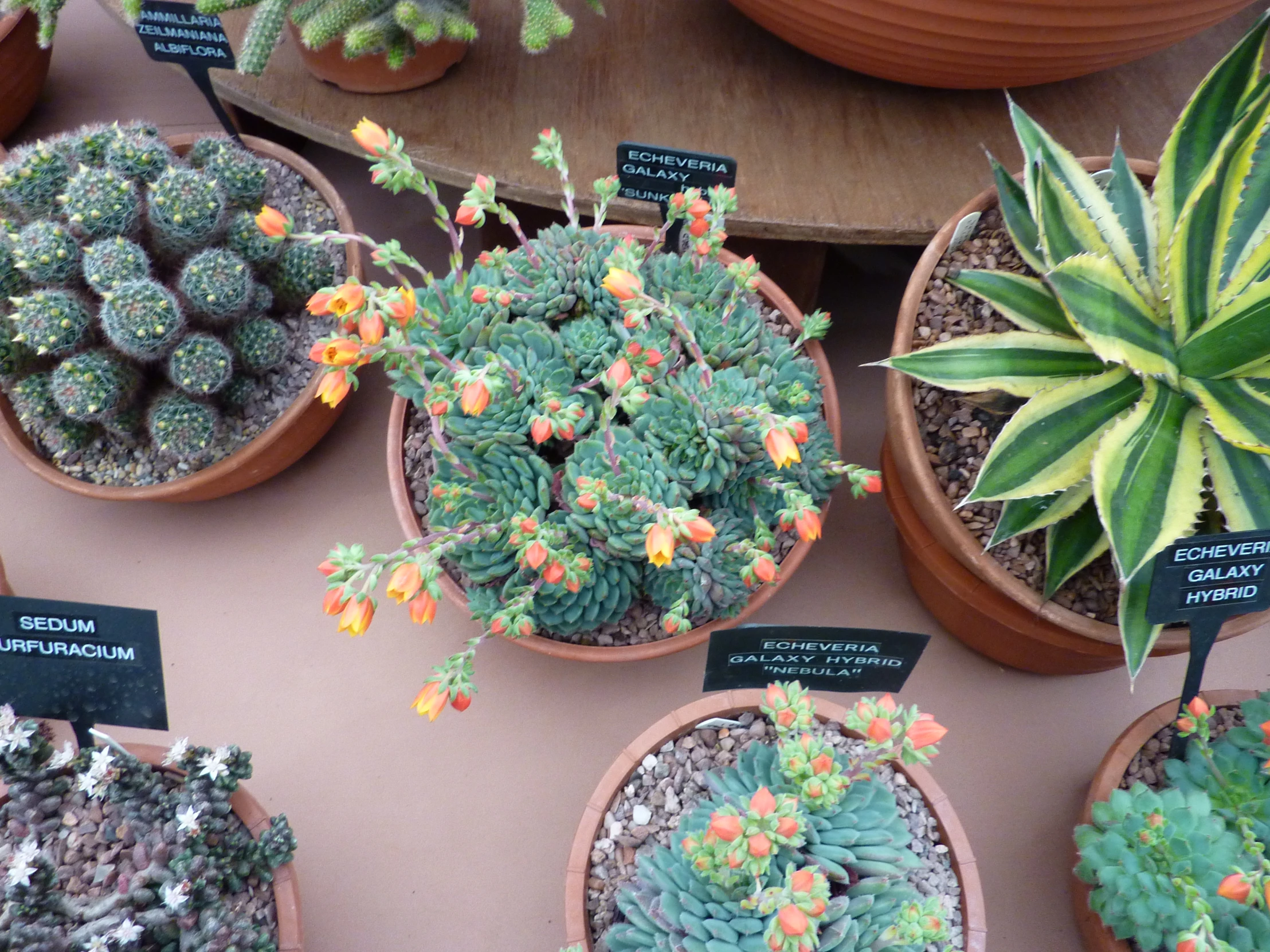 a bunch of cactus plants are shown on display