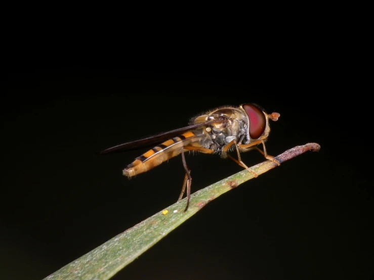 a close up of a fly sitting on a plant