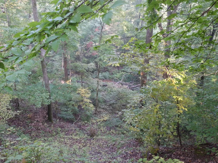 an image of the woods from behind some trees