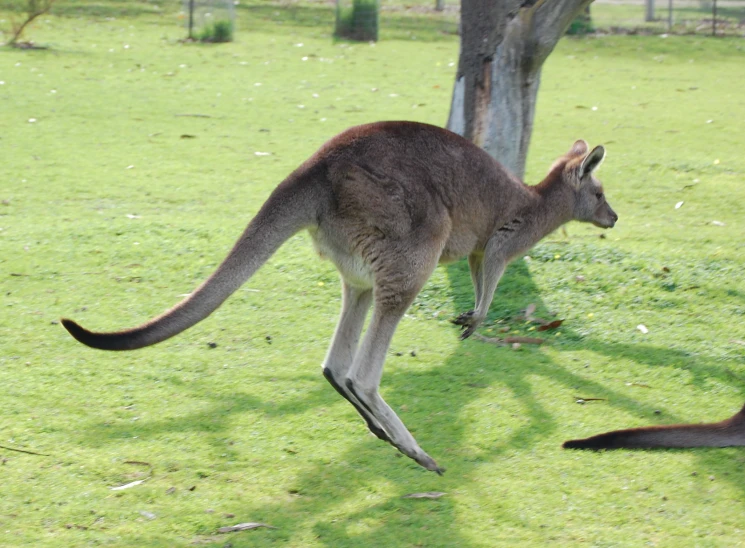 a young kangaroo jumping and playing outside on the grass