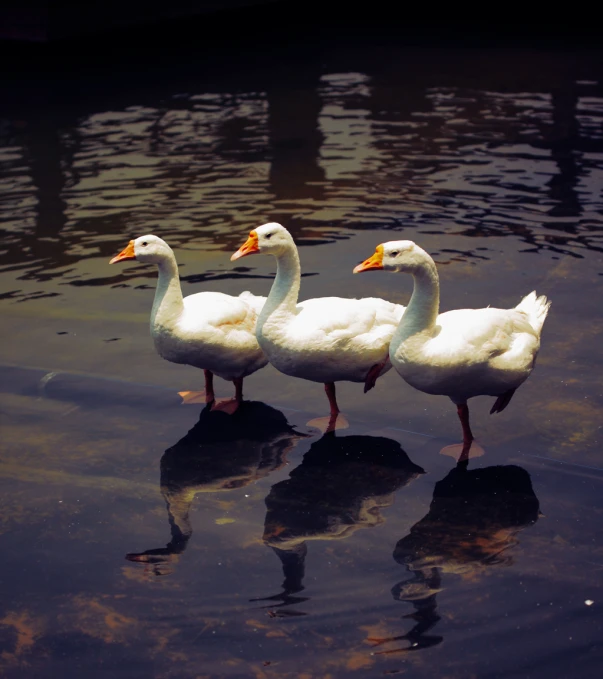 three geese are walking on a lake that reflects its reflections