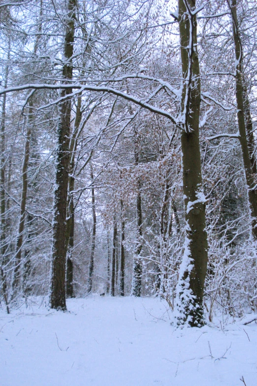 a walk way in a forest covered with snow
