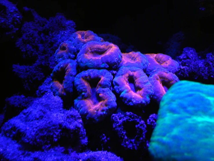 there is a small group of blue corals