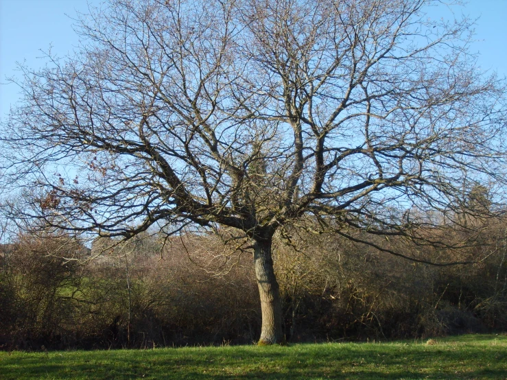 the small tree has a lot of leaves on it