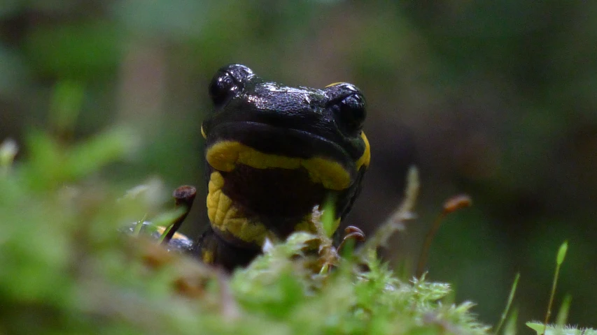 a close up of a frog on a leafy green surface