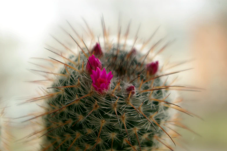 the top of a cactus, with a flower blooming from it