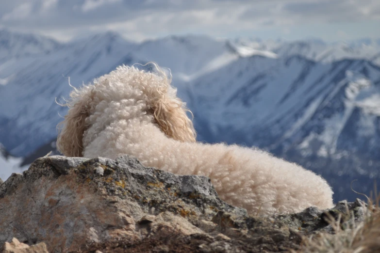 a fluffy, furry dog laying on top of a rocky hill