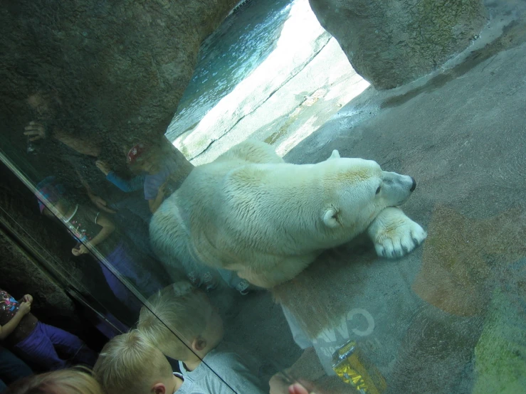 a group of children watching a polar bear while standing on it's hind legs