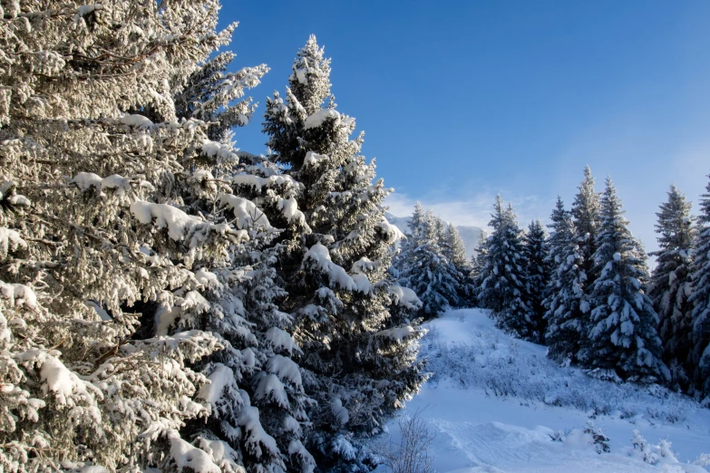 trees covered in snow on top of the snow