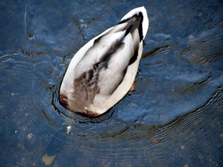 a duck is floating in a small pond