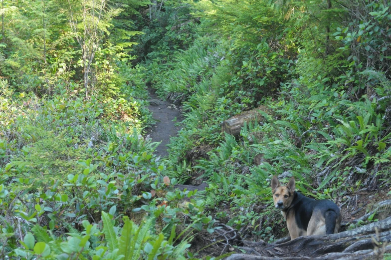 a brown dog is sitting on a hill and surrounded by woods