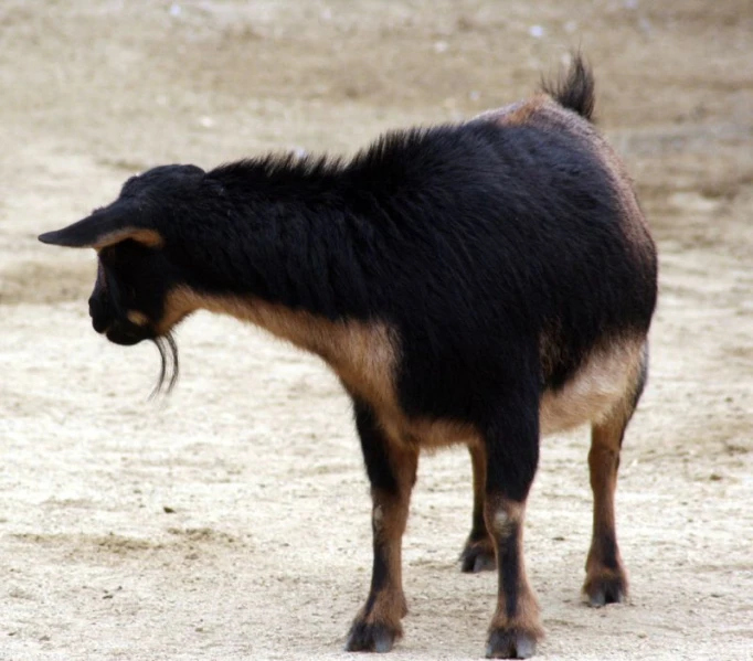 a goat looking back in the sand on a beach